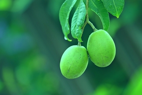 挂在枝头未成熟的水果图片